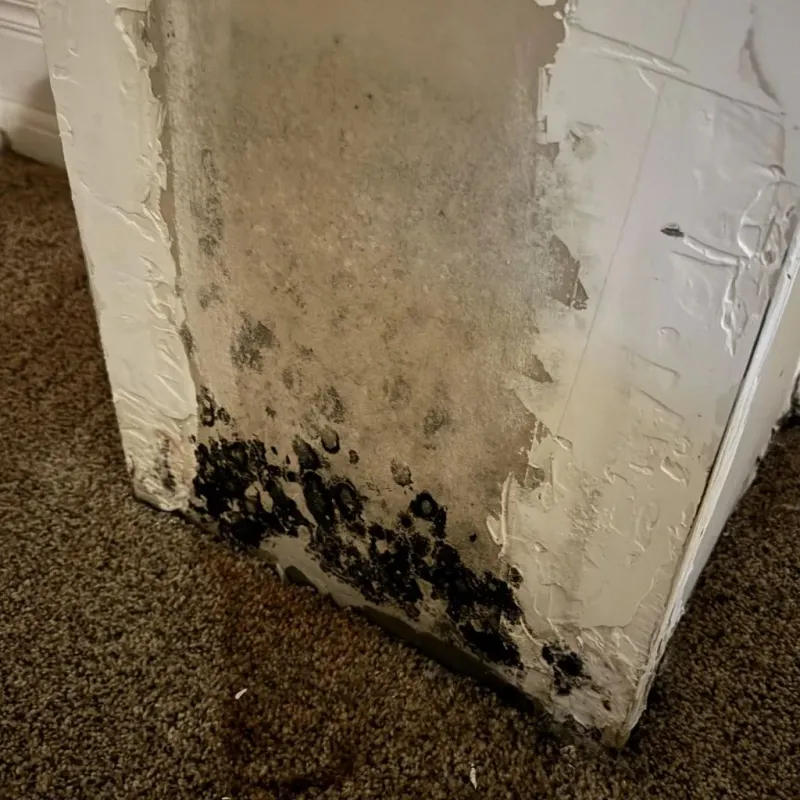 Professional Mold Removal in Dunnigan, CA